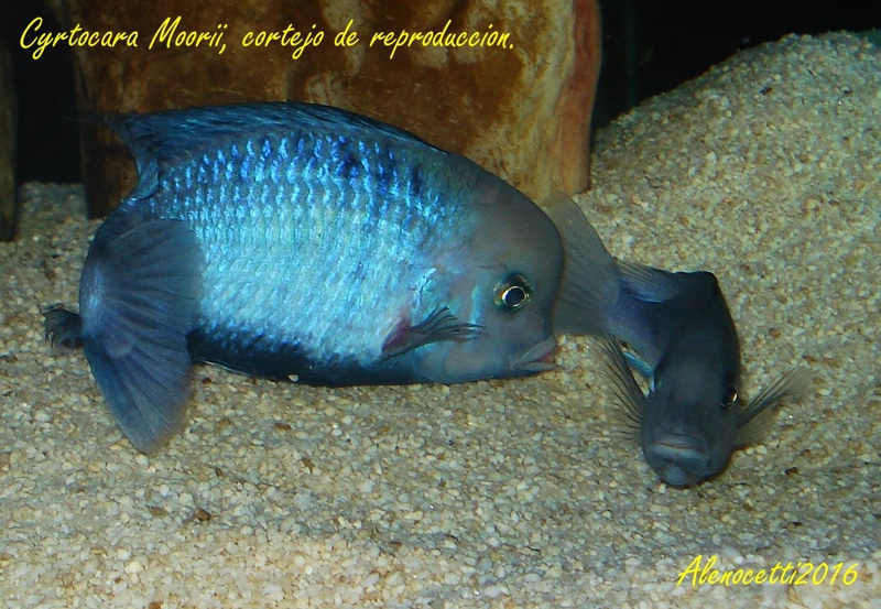 Cyrtocara moorii